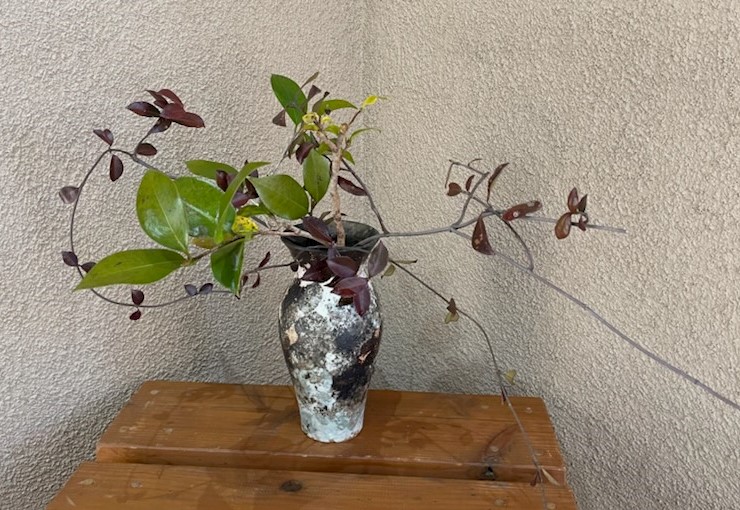 野の花の講座 なげいれ 7月 11月のスケジュールです 愛知県の庭 エクステリア 豊田ガーデン